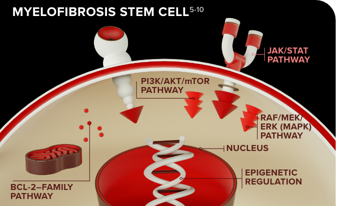 An illustration of a myelofibrosis stem cell and the pathways that lead to myelofibrosis progression